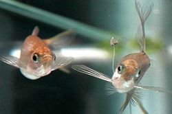Chiêu 'tán tỉnh' có một không hai của cá đuôi kiếm