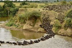 Cuộc di cư của động vật bên trong khu bảo tồn ở Kenya
