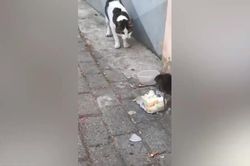 Clip: Mèo bị chuột đánh khi 'xin lại' bữa ăn của mình