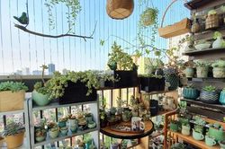 Ngỡ ngàng vườn sen đá tuyệt đẹp chỉ 6 m2 ở Thủ đô Hà Nội