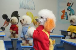 Ngôi trường dạy chó làm toán và nhảy dây