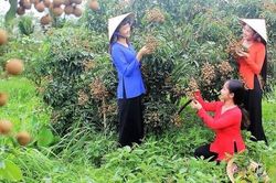 Ngày hội bánh - trái ở Cần Thơ, cơ hội để du khách khám phá nét văn hóa phương Nam