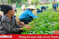 Đào tạo nghề gắn với xây dựng nông thôn mới ở huyện Lang Chánh