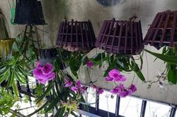 Tết sắp đến, trộm cây kiểng vào mùa