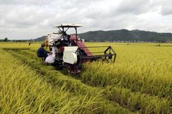 Đẩy mạnh đồng bộ cơ giới hóa trong sản xuất lúa