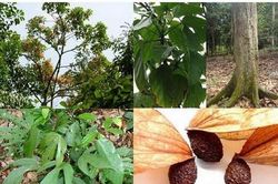 Bàng đại hải trị nội nhiệt, chảy máu cam