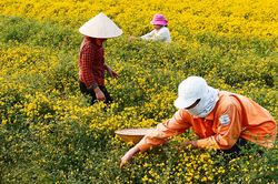 Mê mẩn với cánh đồng hoa cúc chi vàng rực rỡ