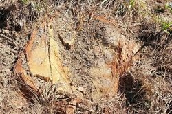 Phát hiện thêm 1 vụ phá rừng phòng hộ có thủ đoạn xóa dấu vết tinh vi