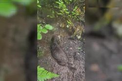 Clip: Chú chó lặn lội trong bùn lầy, quyết tìm đồ chơi