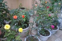 Kỹ thuật trồng hoa trong chậu cảnh chuẩn nhất