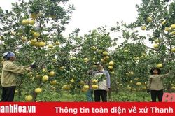 Trang trại hữu cơ đầu tiên ở xứ Thanh