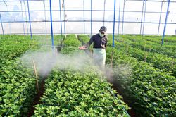 Hơn 1.500 ha hoa Đà Lạt cung cấp cho thị trường tết