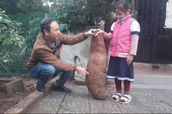 Phát hiện củ sắn to bằng trẻ em ở Thừa Thiên - Huế