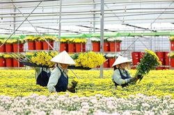 Đà Lạt: Xuống giống hơn 1.500ha hoa phục vụ Tết Nguyên đán 2021