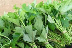 Phương pháp ươm trồng cây rau khoai lang
