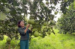 Hướng đến hiện đại hóa nông nghiệp
