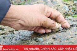 Ngư dân Hà Tĩnh cào rong biển kiếm tiền triệu mỗi ngày