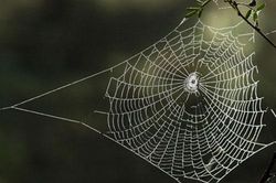 Những khả năng đáng kinh ngạc của côn trùng