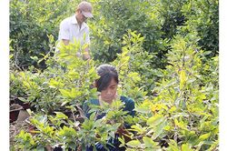Vùng núi Bắc Bộ và Trung Bộ khả năng xuất hiện băng giá
