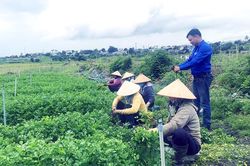 Chàng thanh niên dân tộc Tày mê nông nghiệp
