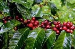 Giá cà phê hôm nay 14/12: Tuyển người thu hoạch khó do dịch Covid-19, Khả năng tiêu thụ cao su tăng cao