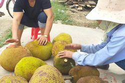 Thường xuyên ăn mít cần 'bỏ túi' ngay mẹo chọn đơn giản này
