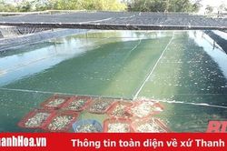 Sinh sản nhân tạo giống ngao trắng – thành công của ngành thủy sản Thanh Hóa