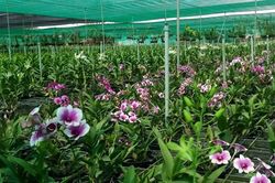 Phát huy vai trò của hợp tác xã trong thực hiện tiêu chí số 13