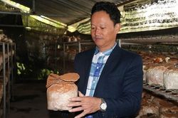 Mục sở thị trại nấm 'khủng' của lão nông ở Hà Tĩnh
