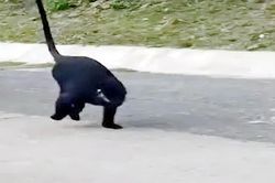 Đàn voọc gáy trắng ở 'rừng ma', tái xuất cắn người