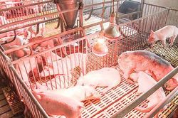 Chủ động phòng, chống đói, rét cho đàn vật nuôi