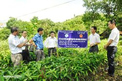 Bảo tồn giống xoài tròn Yên Châu