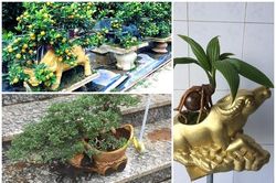 Đủ loại bonsai hình trâu độc đáo chơi Tết Tân Sửu 2021
