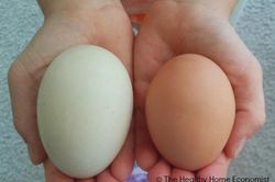 Giải mã vì sao trứng vịt bổ dưỡng hơn trứng gà