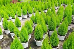 Thị trường 16/12: Gạo ST25 'nhái' tràn lan, tùng thơm mini đắt khách mùa Giáng sinh
