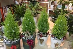 Tùng thơm mini giống hệt cây thông đắt khách Noel 2020