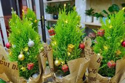 Tùng thơm đắt khách dịp Giáng sinh