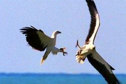 Đại bàng không chiến dữ dội giành lãnh địa