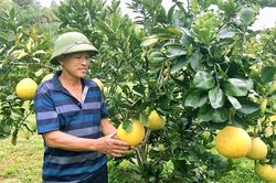 Làm giàu từ mô hình VAC