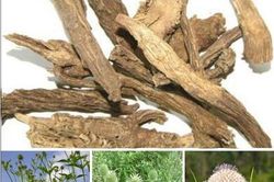 Tục đoạn chữa đau lưng mỏi gối