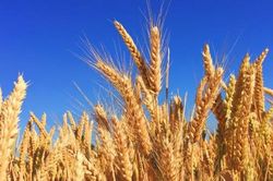 Trung Quốc tuyên bố sẽ theo đuổi vụ kiện của Australia theo cơ chế của WTO