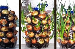 Tuyệt chiêu trồng hành lá trong chai cho rau ăn không xuể