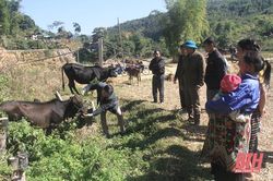 Mường Lát tăng cường phòng, chống đói, rét cho đàn vật nuôi
