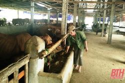 Tăng cường phòng, chống đói, rét cho vật nuôi