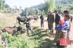 Mường Lát và Lang Chánh tăng cường phòng, chống đói, rét cho đàn vật nuôi