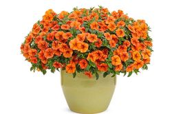 Tử vi hôm nay 18/12 của 12 cung hoàng đạo: Song Ngư có thể gặp vận may mắn
