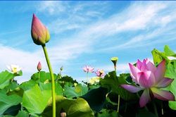 Khám phá những công dụng làm đẹp của hoa sen