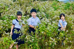 Theo những mùa hoa