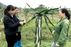 Giải quyết việc làm cho lao động ở những xã nông thôn mới