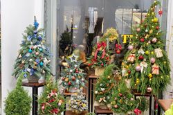 Thông tươi mini giá rẻ dịp Noel đắt khách
